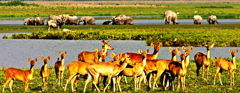 Wild Life & Adventure Tour